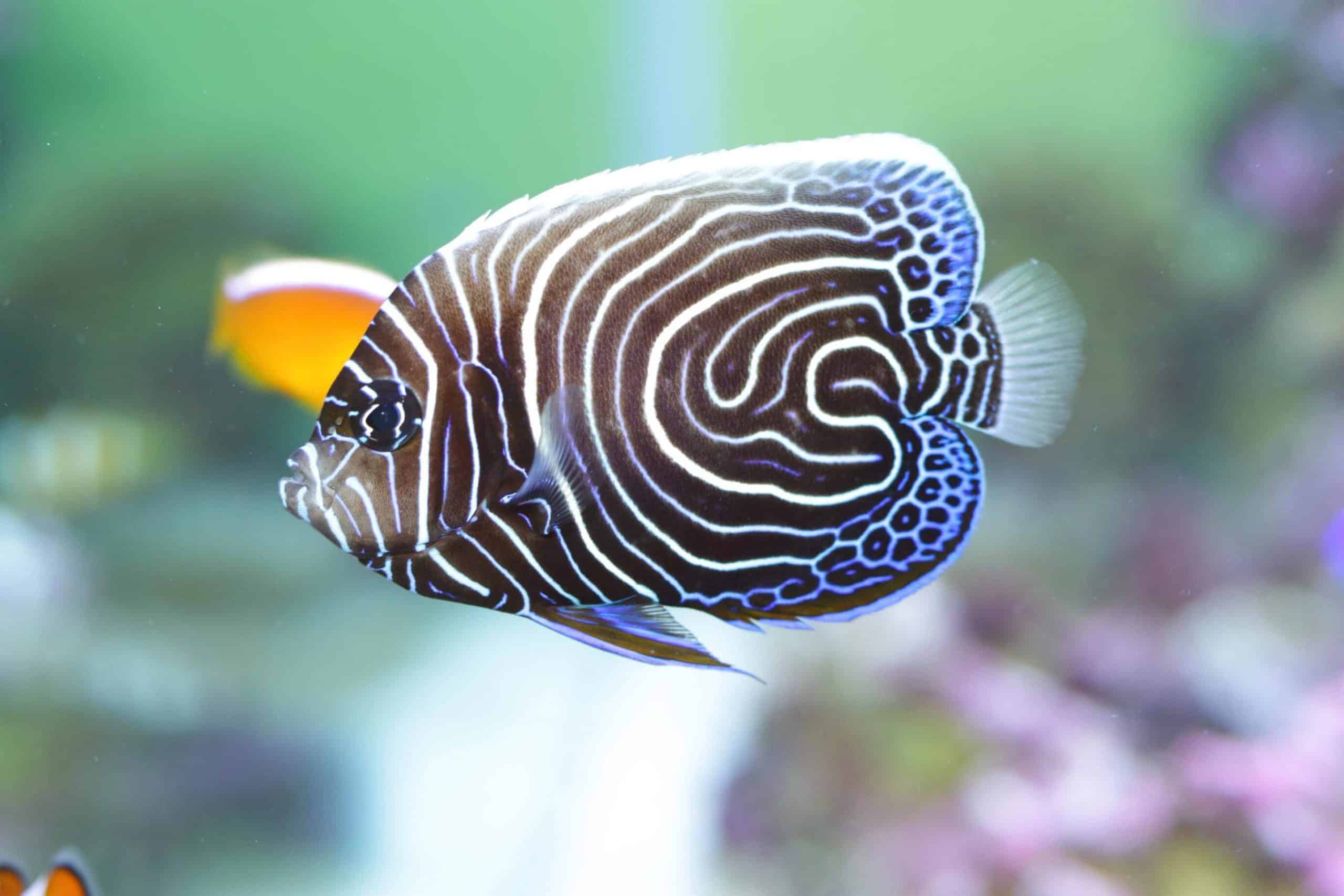 Emperor Angelfish