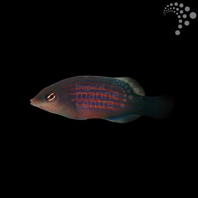 How to Care for a Pyjama Wrasse: A Colourful Addition to Your Marine Aquarium
