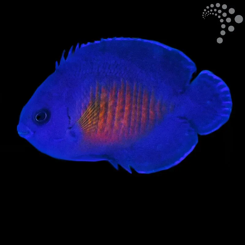Caring for the Coral Beauty Angelfish: A Colourful Favourite for Marine Aquariums