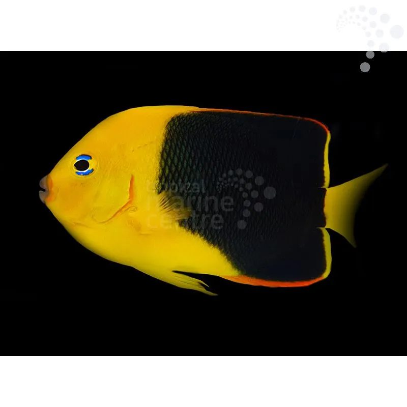 How to Care for the Rock Beauty: A Bold Splash of Colour for Dedicated Aquarists