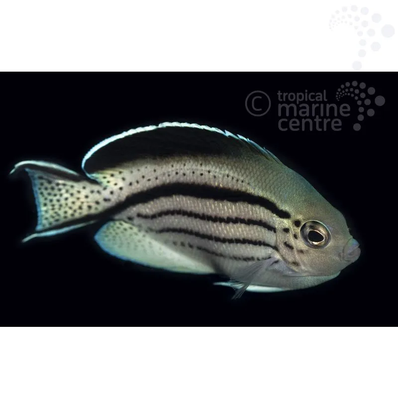 How to Care for the Lamark Angel: A Peaceful Beauty for Larger Marine Tanks