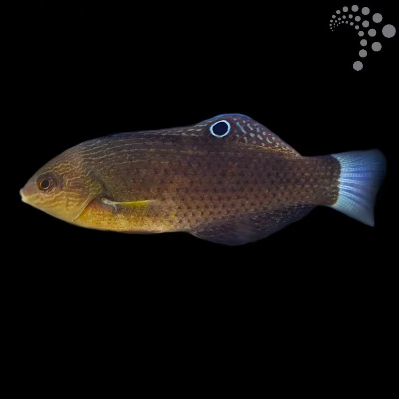 How to Care for the Monti Bug-Eating Wrasse: A Colourful Pest Controller for Your Reef Tank