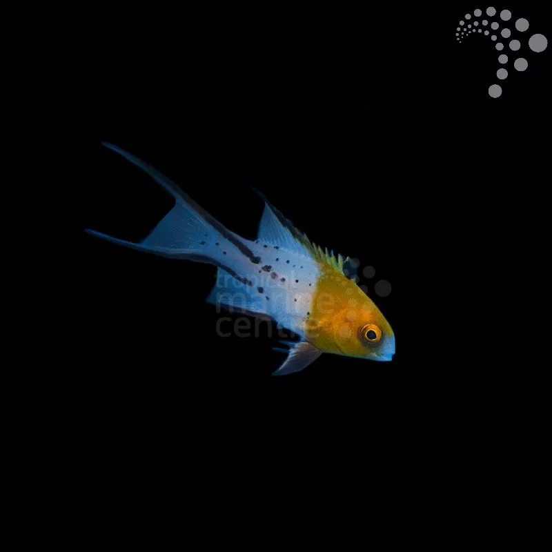 How to Care for the Lyretail Hog – West Indian Ocean: A Vibrant Reef Explorer with Attitude