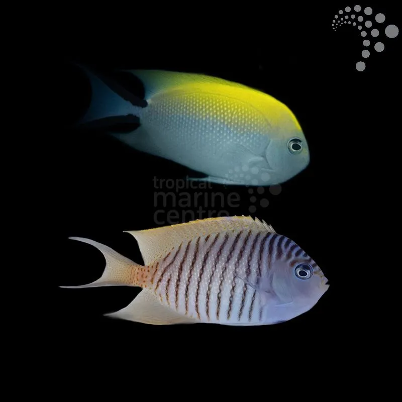 How to Care for Swallowtail Angel Melanesia – Pair: Stunning Reef Beauties to Treasure