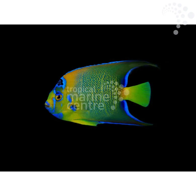 How to Care for the Queen Angel – Adult: A Regal Beauty for Large Marine Systems