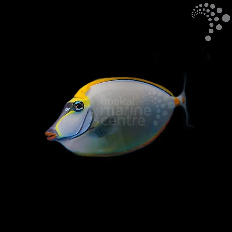 How to Care for the Lipstick Tang – West Indian Ocean: A Bold Beauty with Flair and Flow