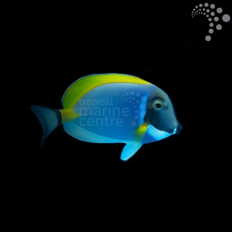 How to Care for the Powder Blue Tang – Premium West Ind Ocean: A Stunning Yet Demanding Centrepiece