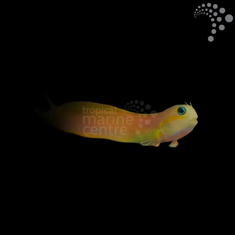 How to Care for the Midas Blenny: A Charismatic and Colourful Reef Dweller