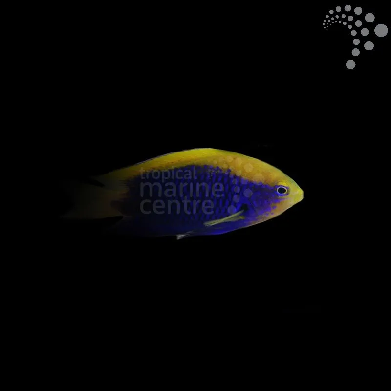 How to Care for the Starkii Damsel – Melanesia: A Hardy and Active Reef Favourite