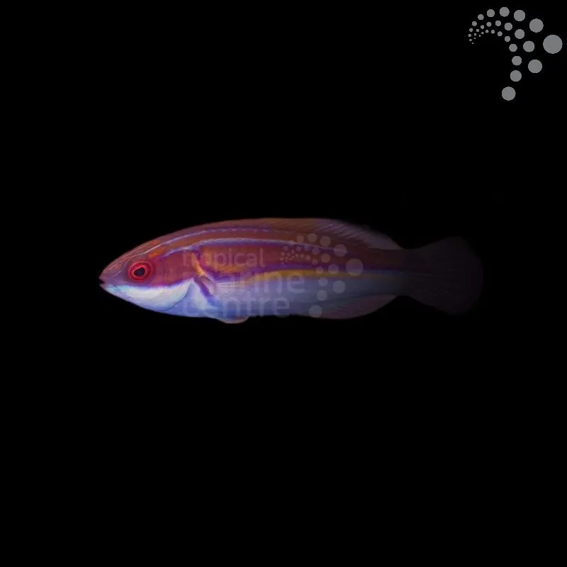 How to Care for the Laboute’s Fairy Dwarf Parrot: A Rare Beauty for the Reef Aquarium