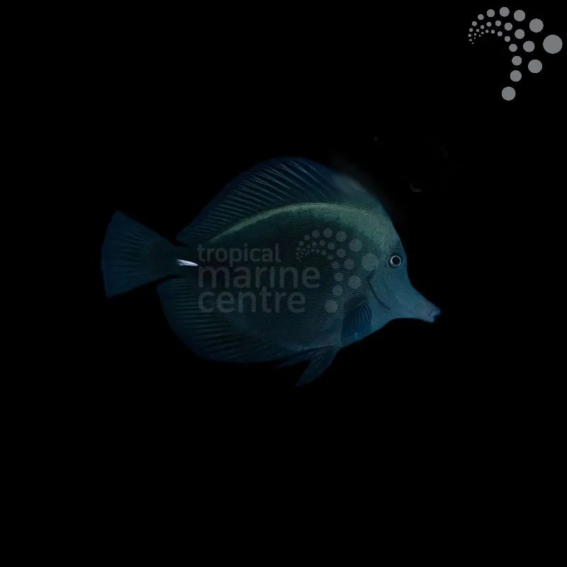 How to Care for the Sailfin Tang – Black Longnose: A Graceful and Distinctive Reef Companion