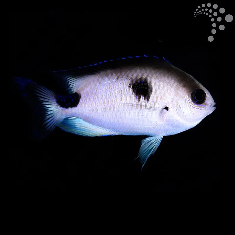 How to Care for the Corazon Damsel: A Bold and Beautiful Reef Companion