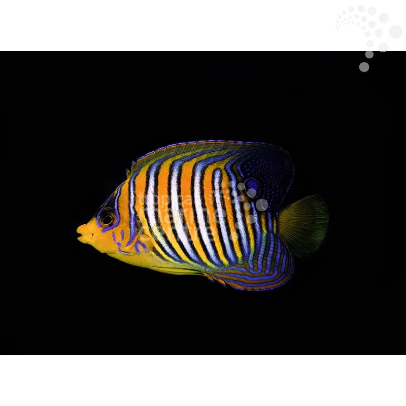 How to Care for the Regal Angel – West Ind Ocean: A Striking Beauty for the Experienced Aquarist