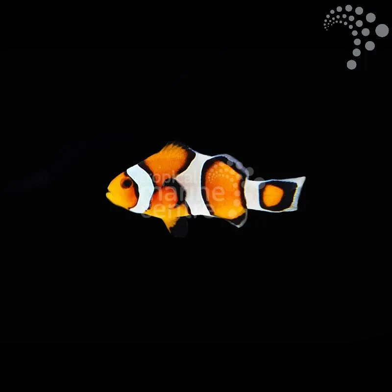 How to Care for Tank Bred Clown – Common: The Perfect Beginner’s Marine Fish