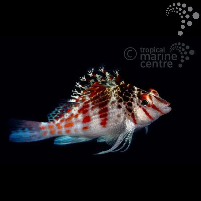 How to Care for the Red Spotted Hawk: A Charismatic Percher with Personality