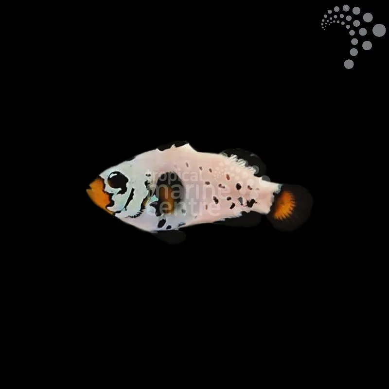 How to Care for Tank Bred Clown – Frostbite: A Hardy and Stunning Addition to Your Marine Aquarium