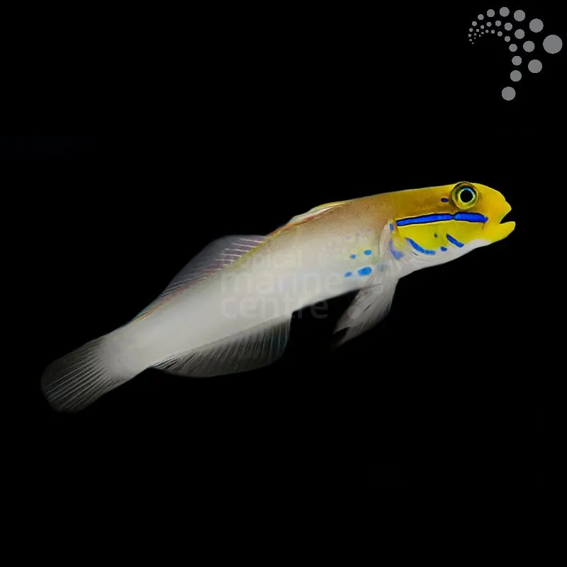 How to Care for Blue Cheek Goby – West Indian Ocean’s Colourful Reef Dweller