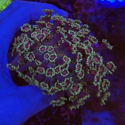 Yellow tip pink Goniopora colony