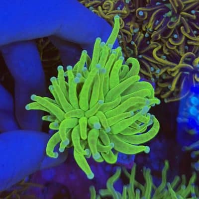 White tip ultra grail torch single head