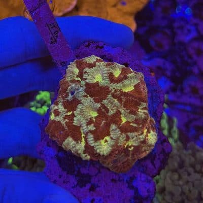 Camouflage Favia colony