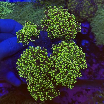 Gold Frogspawn Colony