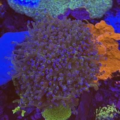 XXL Green/ Blue frogspawn