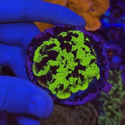 Green Melting pot Favia