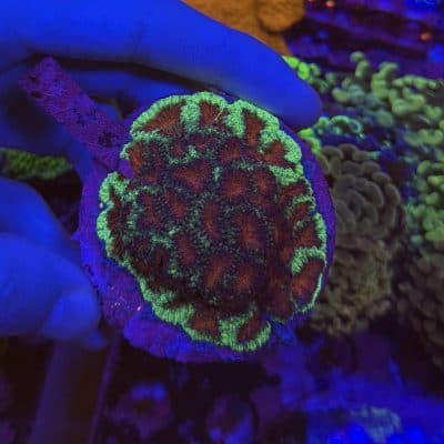 Ultra Green/ Red Favia colony