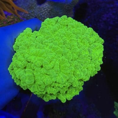 XXL Toxic Green Trumpet Colony