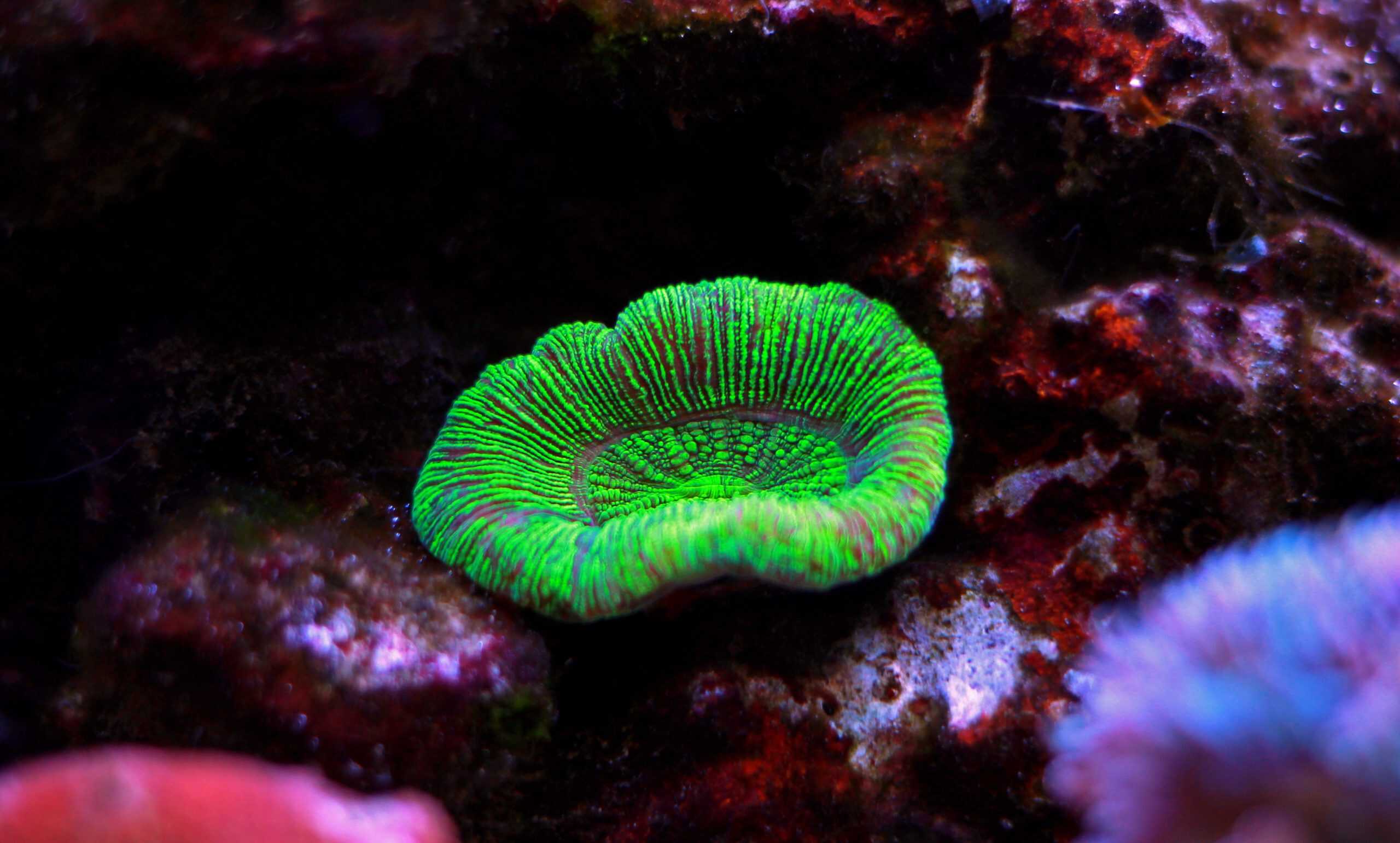 Lobo Corals (Lobophyllia): Colour Varieties and Placement Secrets