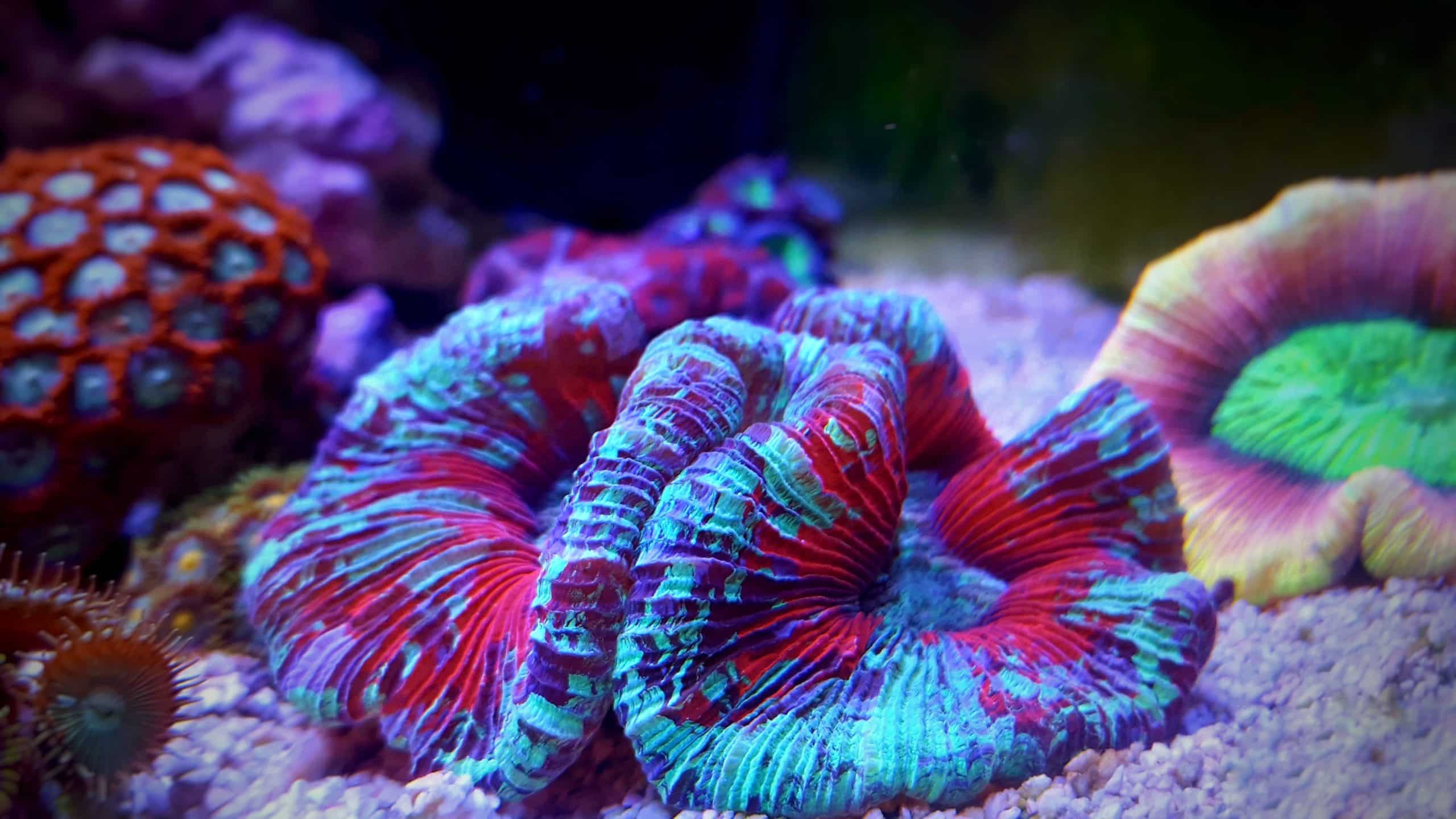 Trachyphyllia Corals: Feeding and Care for a Thriving Open Brain Coral