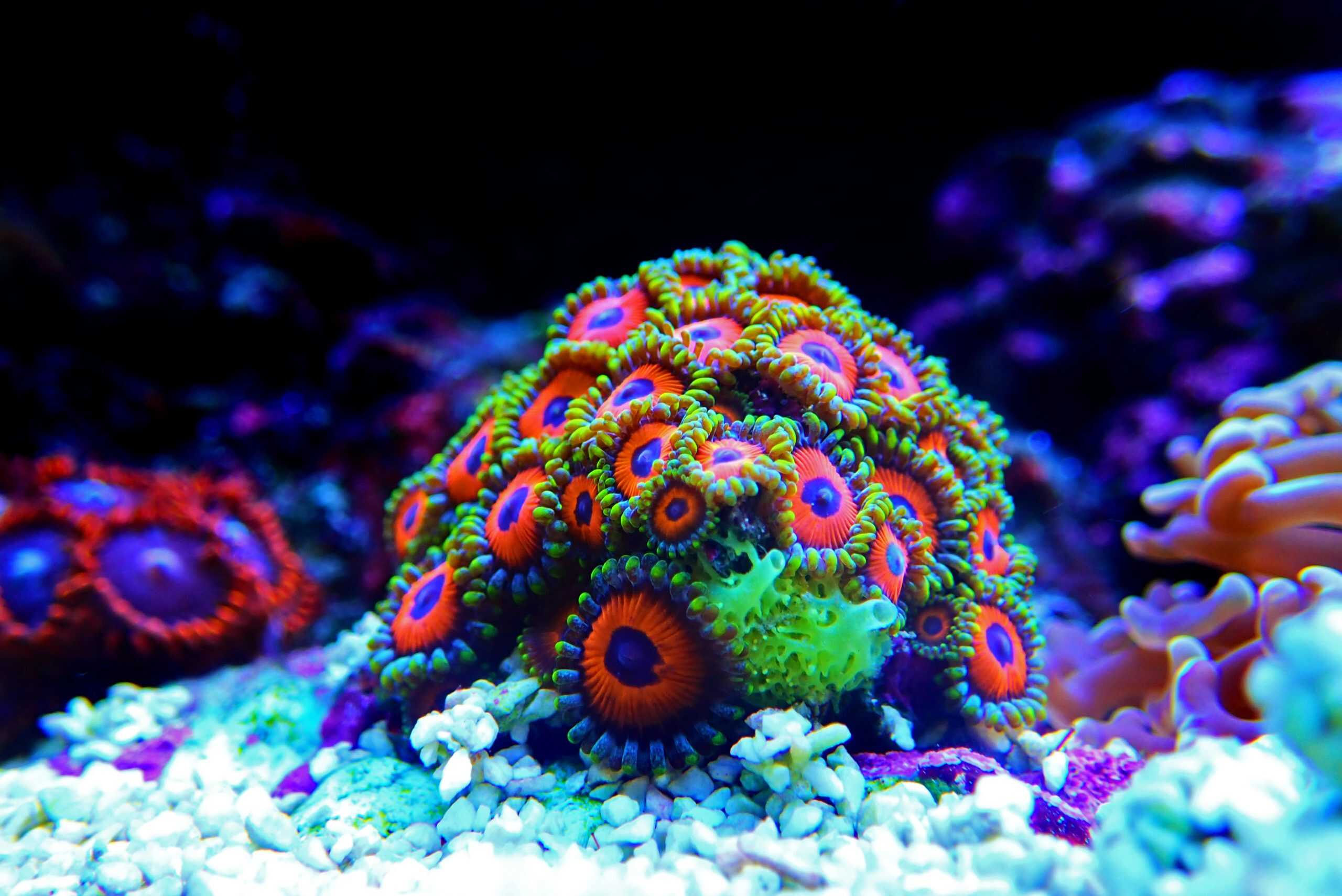 Zoanthids for Beginners: Colourful Corals for UK Reef Tanks