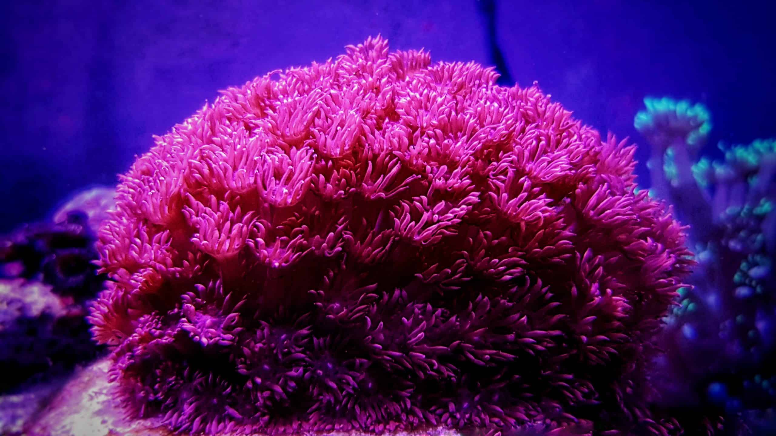 Goniopora Corals (Flowerpot Corals): Why They’re Stunning but Tricky to Keep