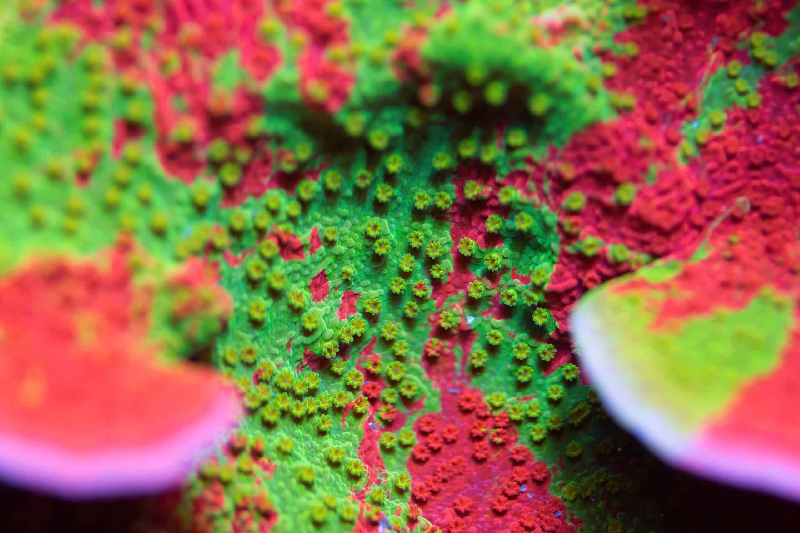 Chalice Corals for Beginners: Colour, Feeding, and Placement Tips