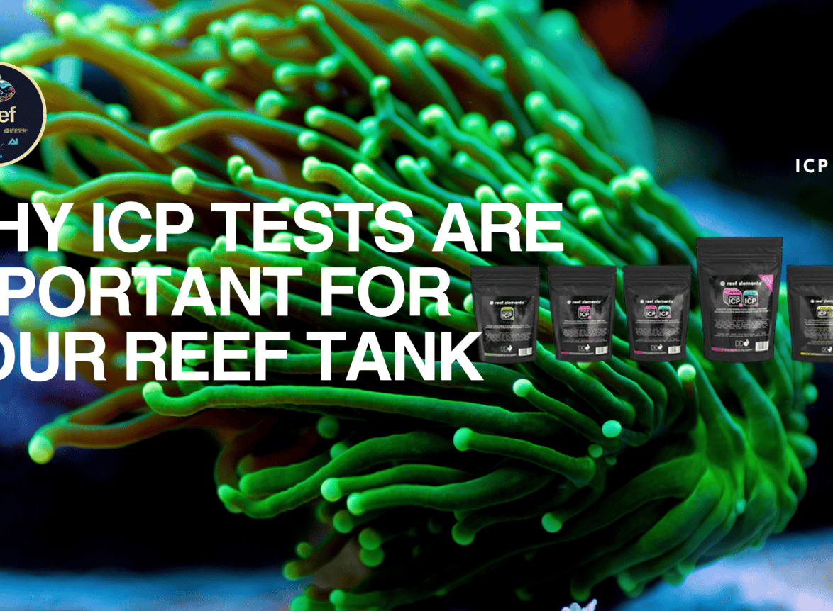 Why ICP Tests Are Important for Your Reef Tank