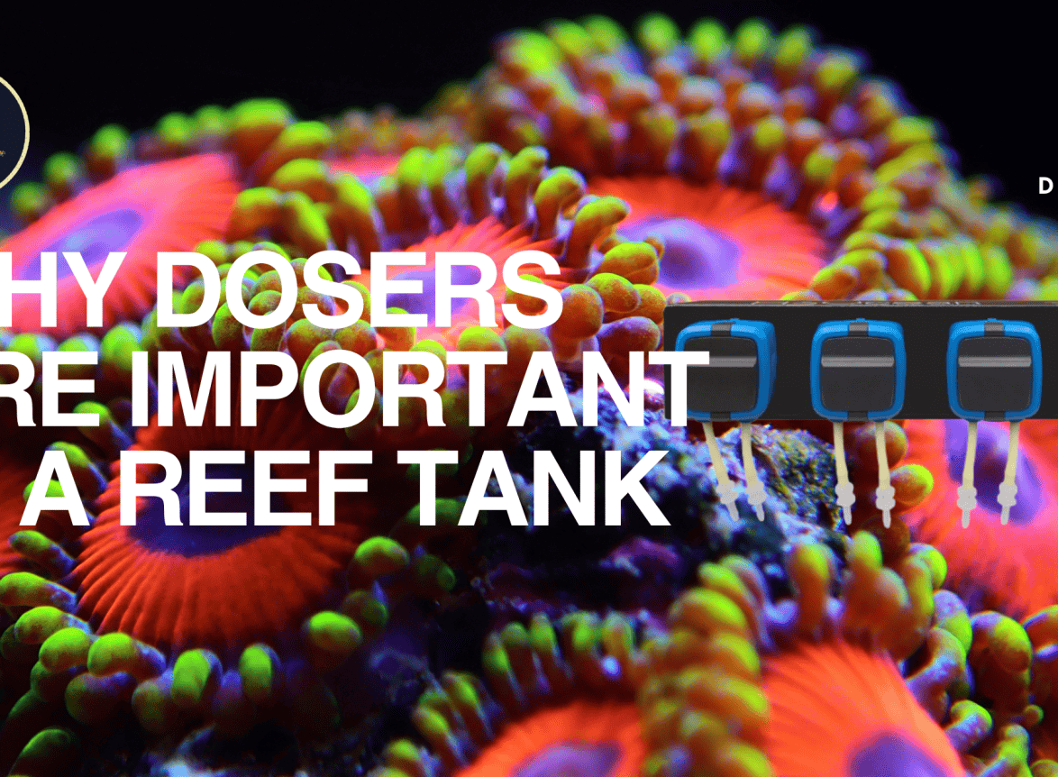 Why Dosers Are Important in a Reef Tank