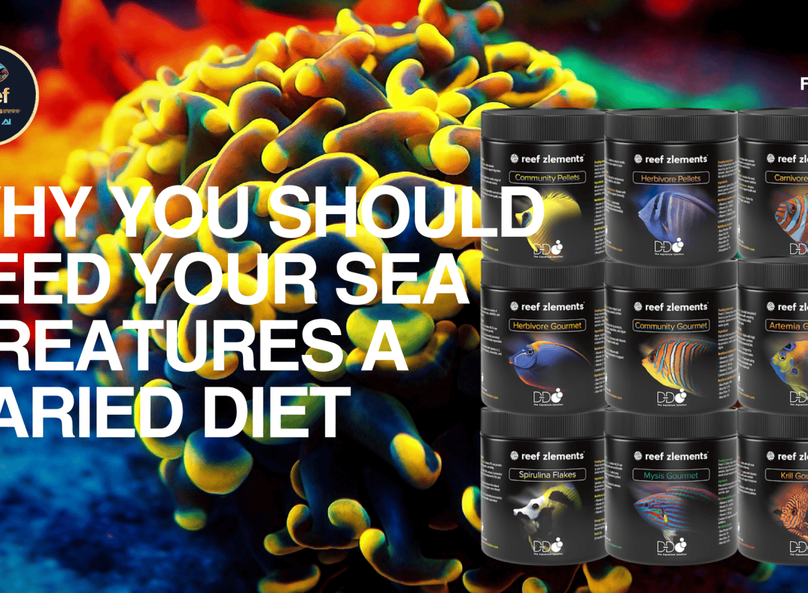 Why You Should Feed Your Sea Creatures a Varied Diet