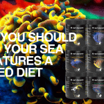 Why You Should Feed Your Sea Creatures a Varied Diet