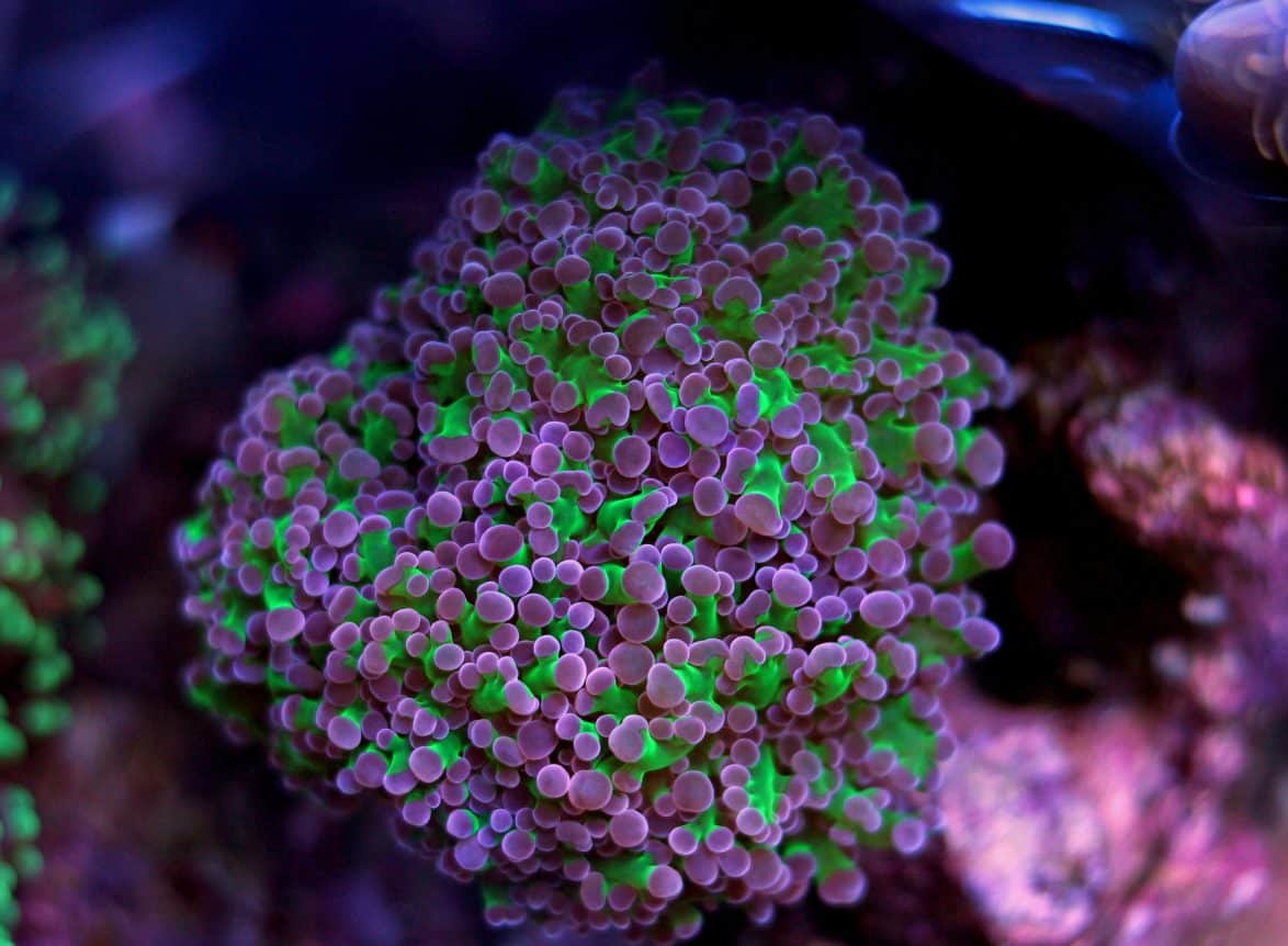 How to Care for Frogspawn Coral – A Simple Guide for Reef Keepers