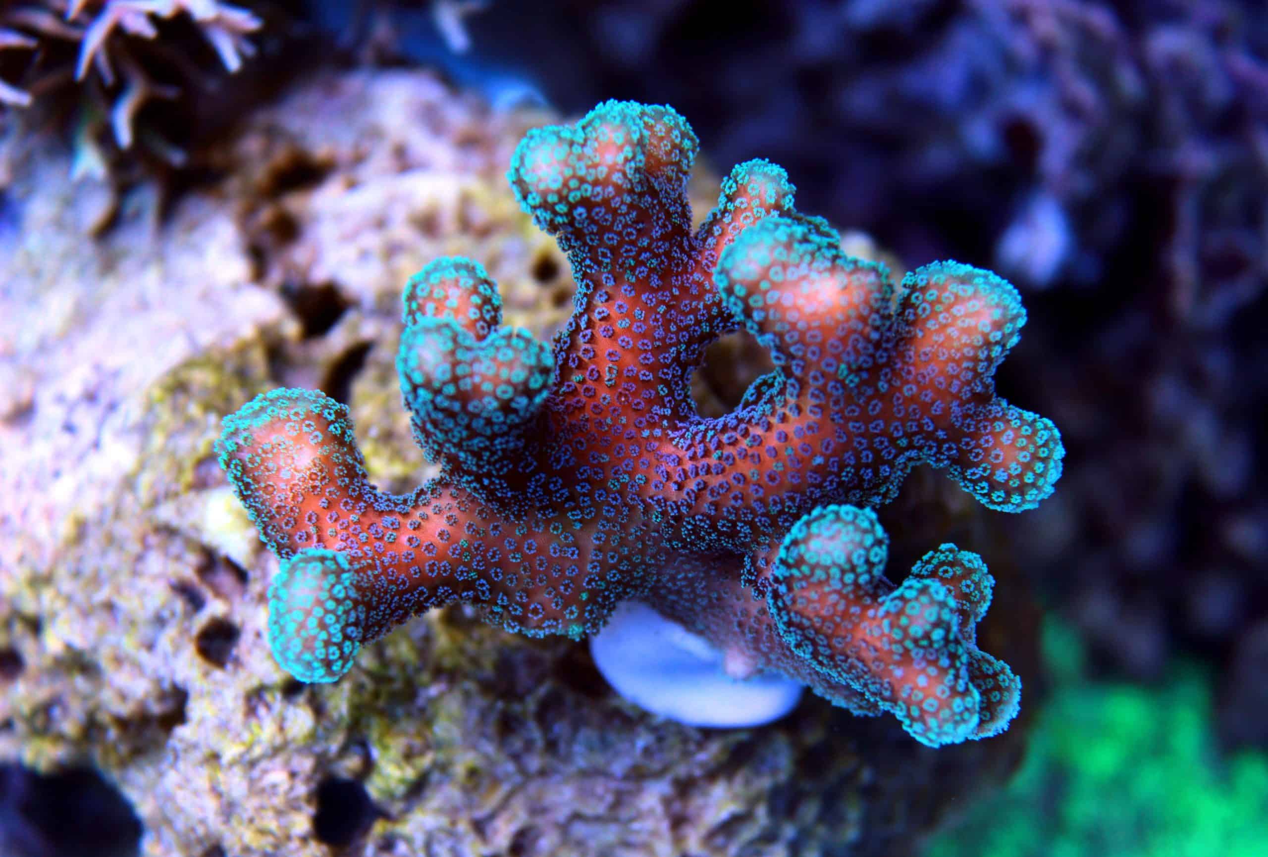 Stylophora Splendor: Easy Care Guide for Pistol Corals