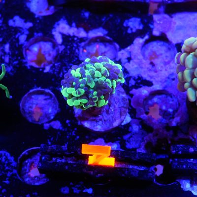 Toxic Splatter Hammer