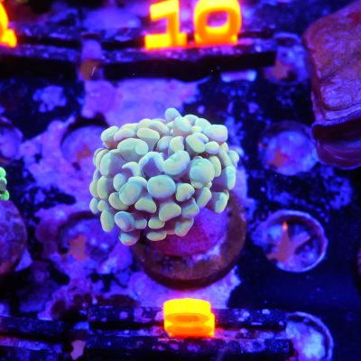 Orange Hammer Frag