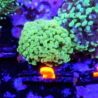 Yellow Hammer Frag