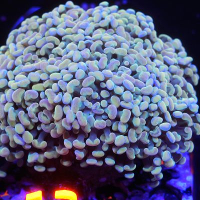 Gold Rainbow Hammer Colony